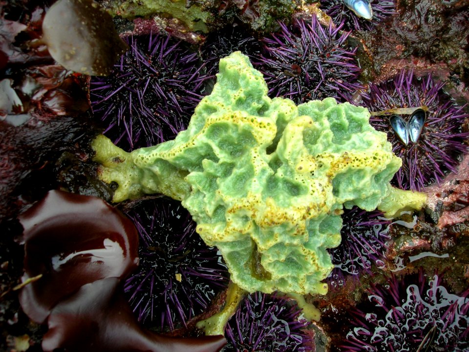 marien green sponge ocean tidepool sea urchins BBaccus NPS photo