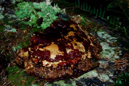 big polypore mushrooms hoh rainforest d archuleta march 05 2015 photo