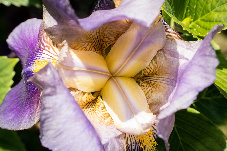 Purple violet yellow