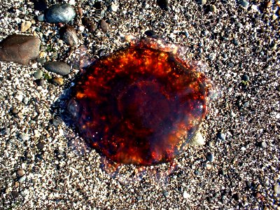 jelly fish brown beach ocean marine ssheltren nps photo photo