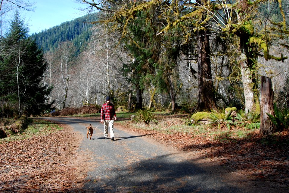 visitor walking happy dog leash hoh campground camping pets d archuleta march 05 2015