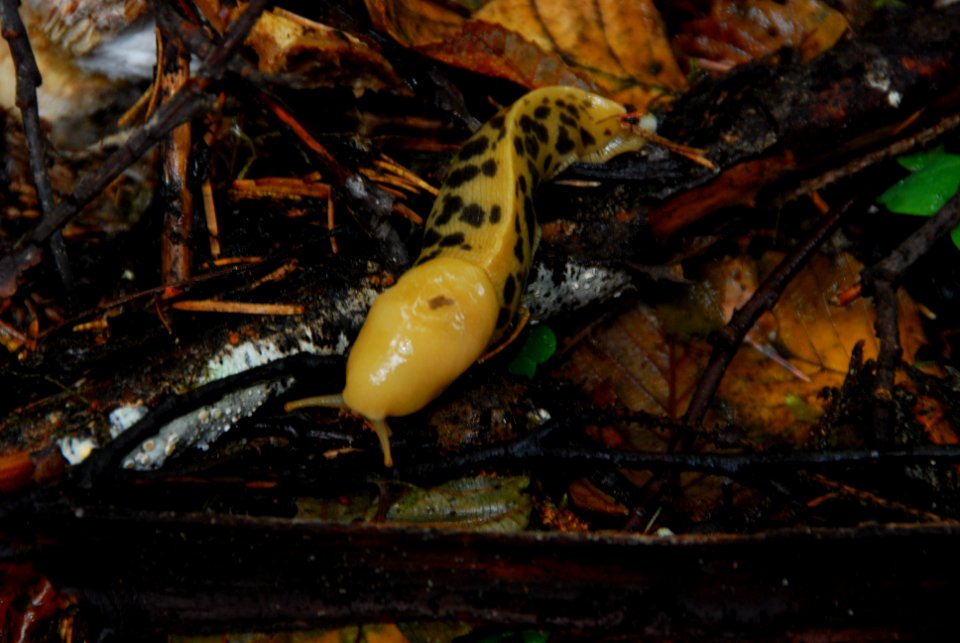 banana slug spotted Hoh NPS Photo j Preston