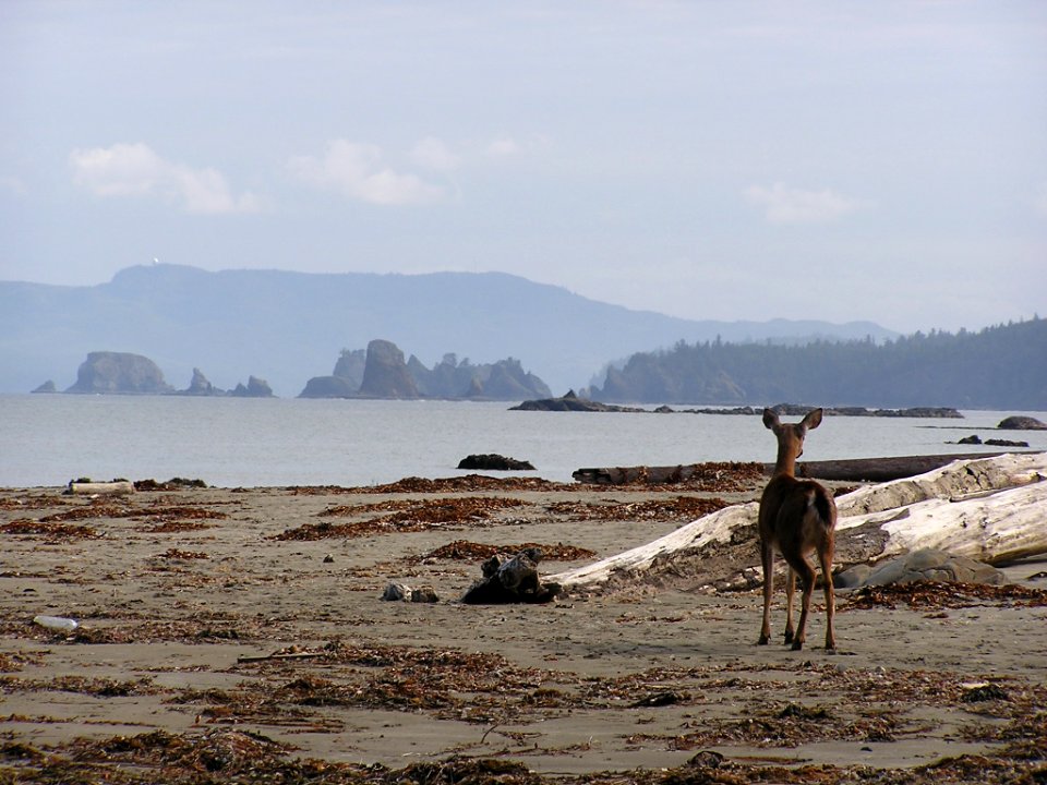 Deer Doe Beach  Point of Arches NPS Photo