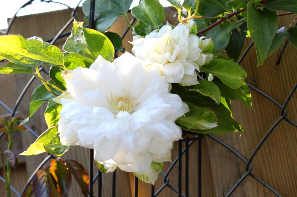 The white clematis
