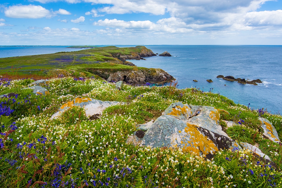 Grass wildflowers rocks