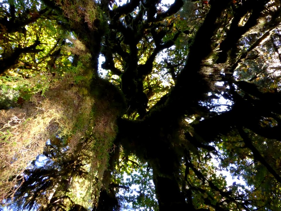 Hoh moss lichen canopy tree rainforest cbubar 2015