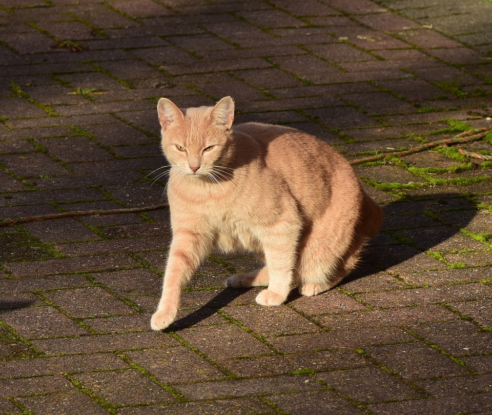 Domestic cat animal red