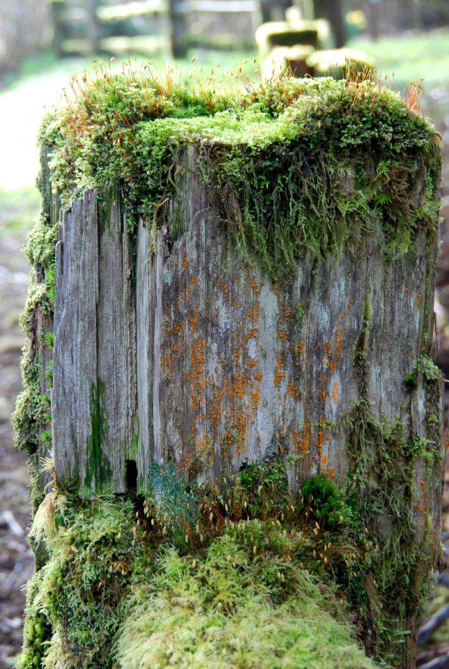 magnificent mossy stump log queets c bubar march 05 2015