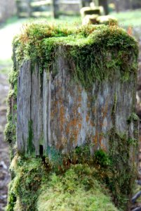 magnificent mossy stump log queets c bubar march 05 2015