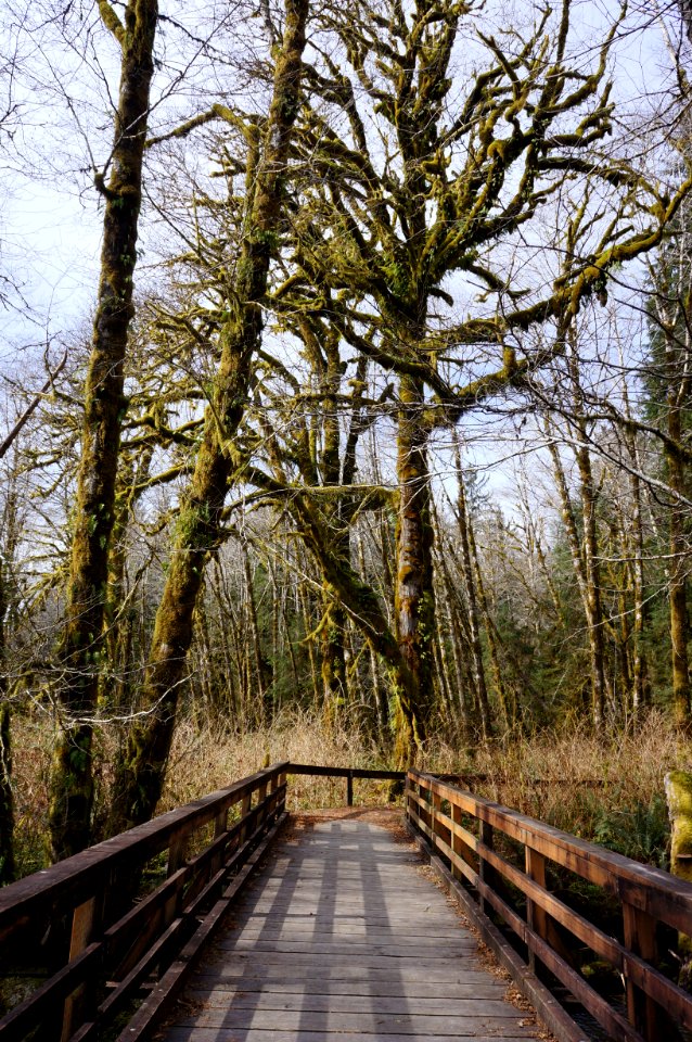 boardwalk ramp maple glades trail handicap quinault rain forest spring r mckenna march 2015