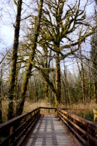 boardwalk ramp maple glades trail handicap quinault rain forest spring r mckenna march 2015