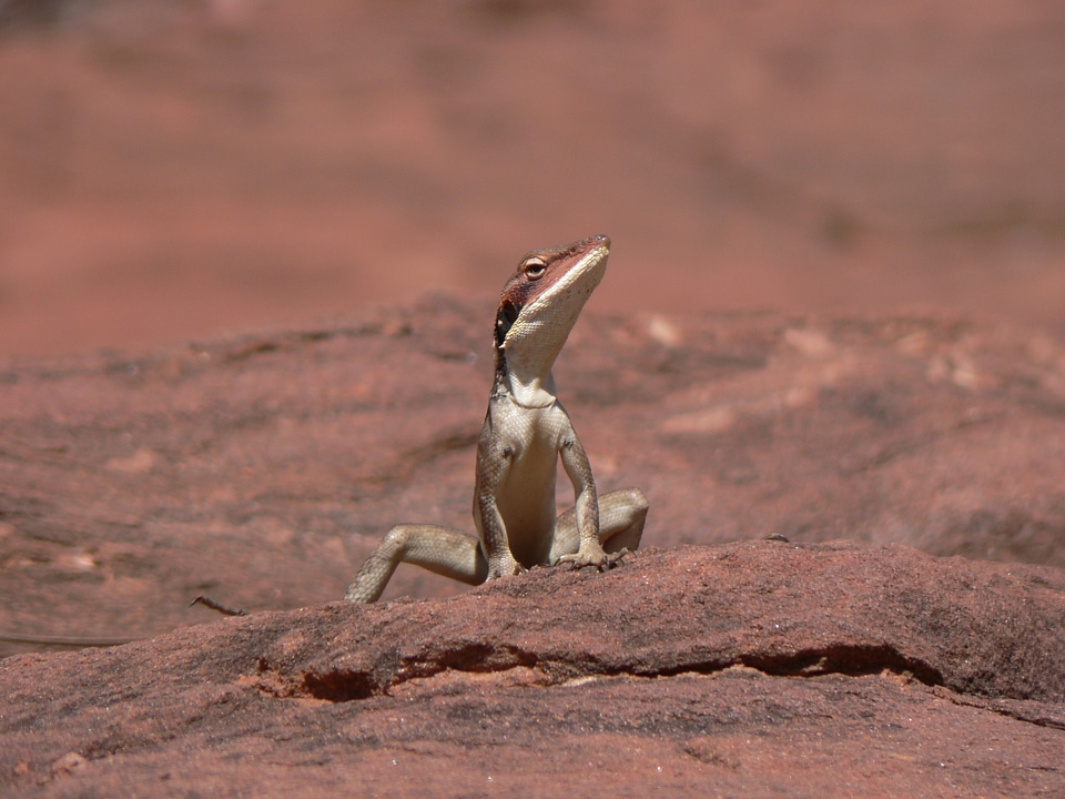 Animal wildlife rock