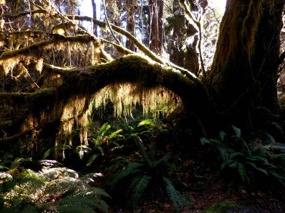 hanging mossy branch hoh rainforest c bubar march 05-2015