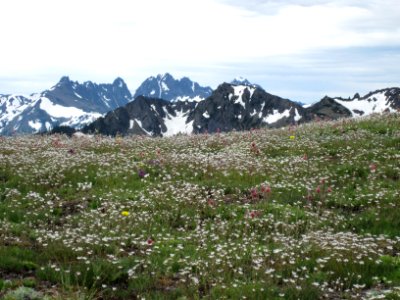 flowers mountains scenic BBaccus photo