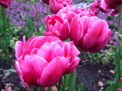 Tulips 3 photo