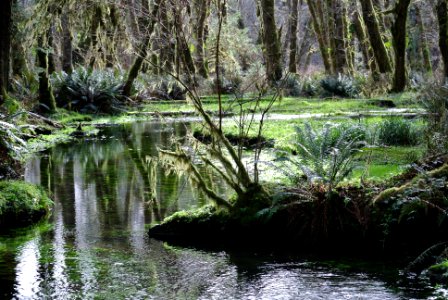 calm refelctive stream quinault rainforest c bubar march 05 2015