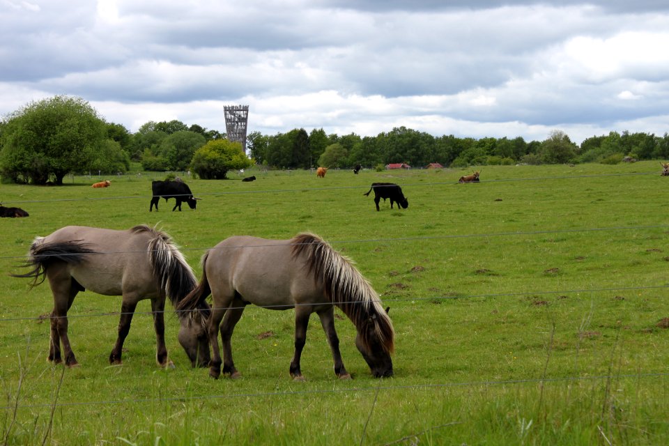 30.05.2013 Spaziergang hinter dem Sauerlandpark Hemer
