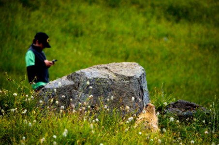 animals mammal Marmot visitor people texting NPS Photo photo