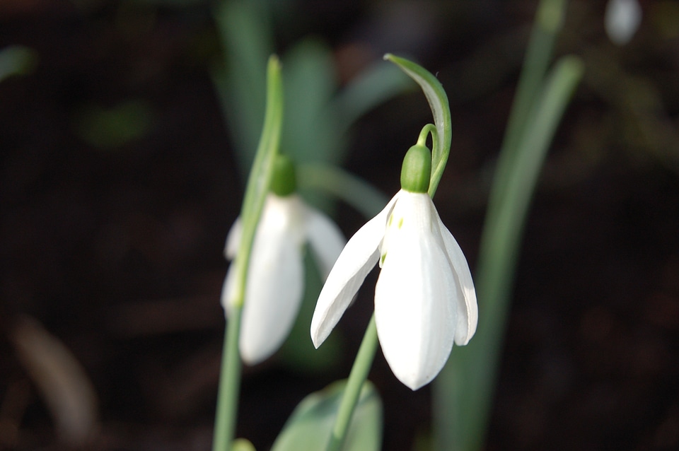 Snowdrop march blooming