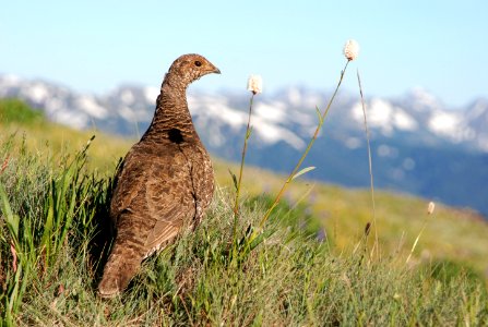 Sooty Grouse hen bird Hurricane Hill 2010 NPS photo JB (2)