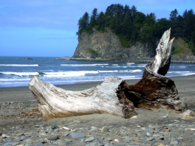 La Push driftwood beachlog NPS Photo