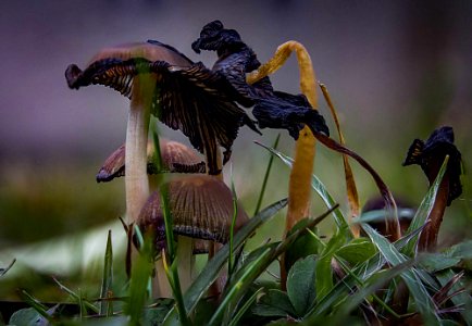 champignons d'hiver photo