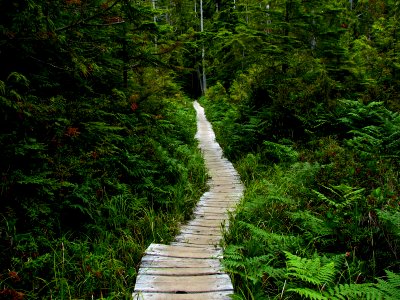 ozette triangle boardwalk ssheltren nps photo