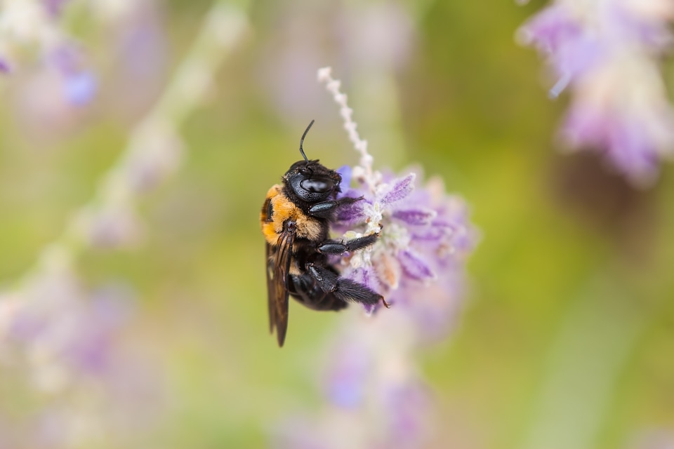 Animal buzz flower photo