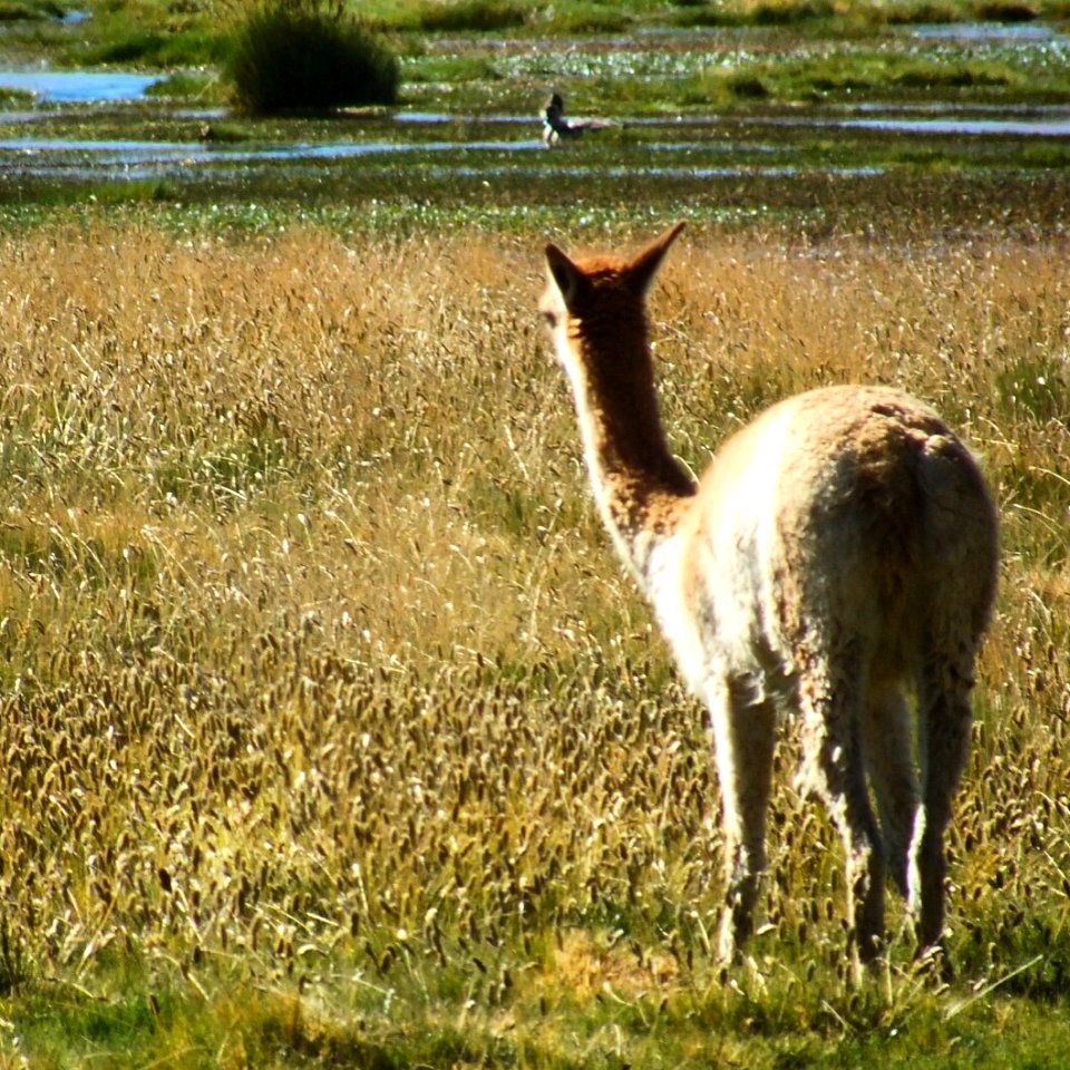 Mirada de Machuca - machuca, Región de Atacama