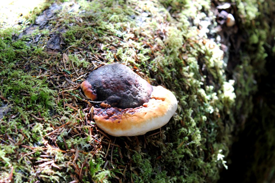 mushroom log sol duc valley d archuleta march 04 2015