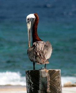 Pelican photo