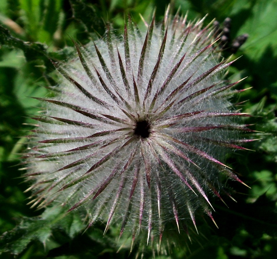 flower seed plant WIC NPS Photo