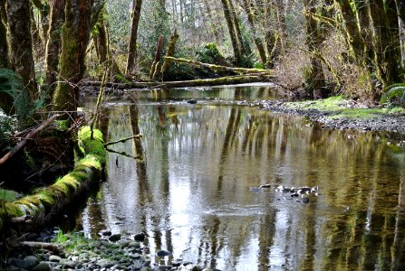 calm stream quinault rainforest c bubar march 05 2015