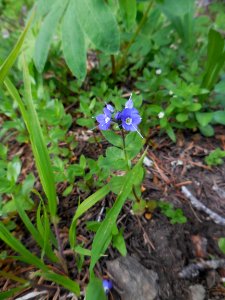 cusick's speedwell flower wildflowers purple alpine hurricane ridge c bubar june 03 2014
