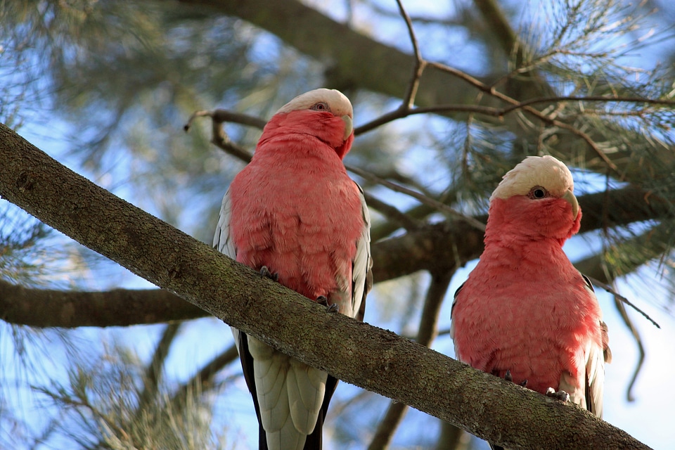 Galah australia pair