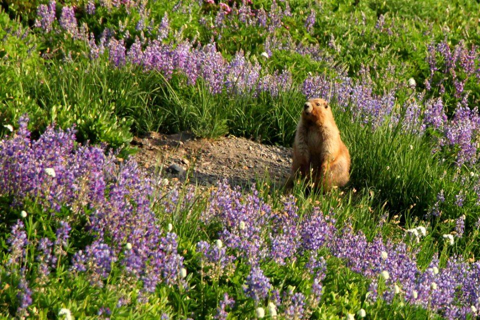 mammals marmot lupine meadow pzaidel credit required