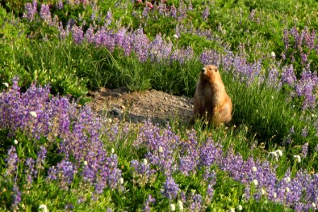 mammals marmot lupine meadow pzaidel credit required
