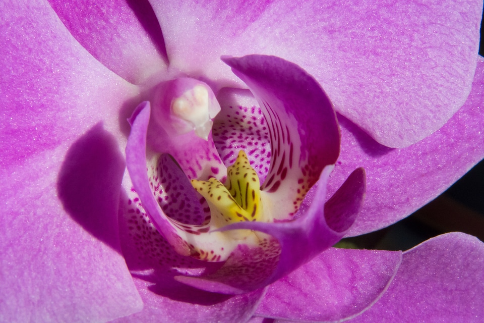 Blossom bloom macro