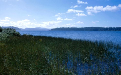 Lake Ozette marsh grass NPS Photo