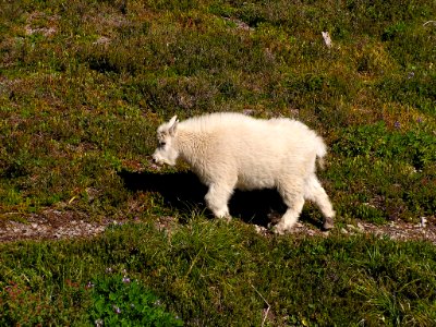 Mountain goat kid Heart Lake NPS Photo