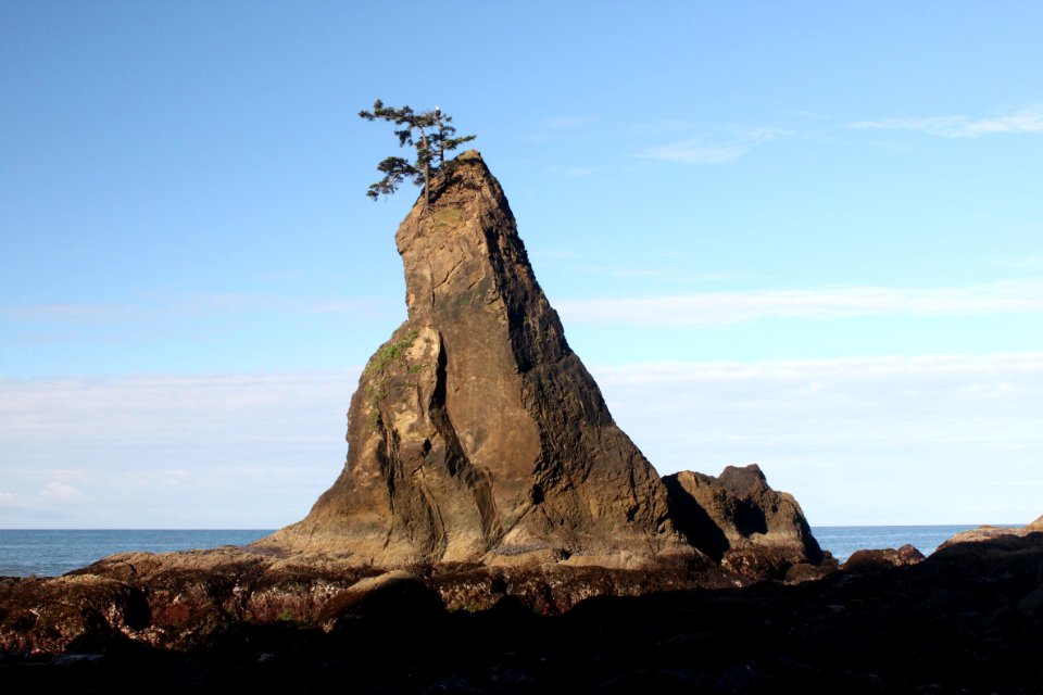 seastack eagle tree ocean Zaidel 2013 credit required