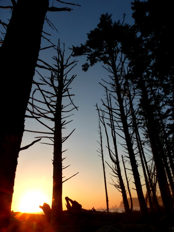 beach sunset tall trees shadows TWilliams 2015