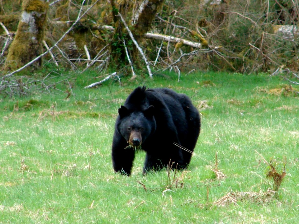 wildlife bear Hoh j Preston