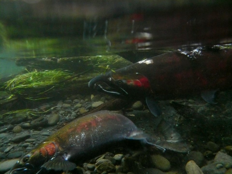 fish salmon male female spawn Hoh NPS Photo j preston (3)