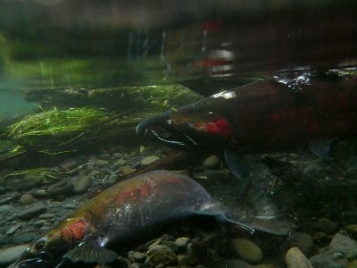fish salmon male female spawn Hoh NPS Photo j preston (3)