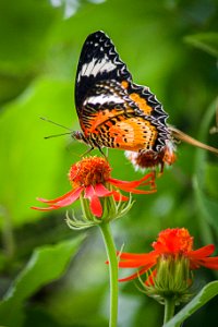 papillon n&orange photo