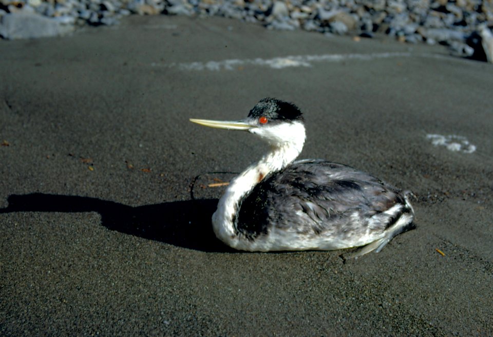 Birds western grebe beach NPS Photopreston