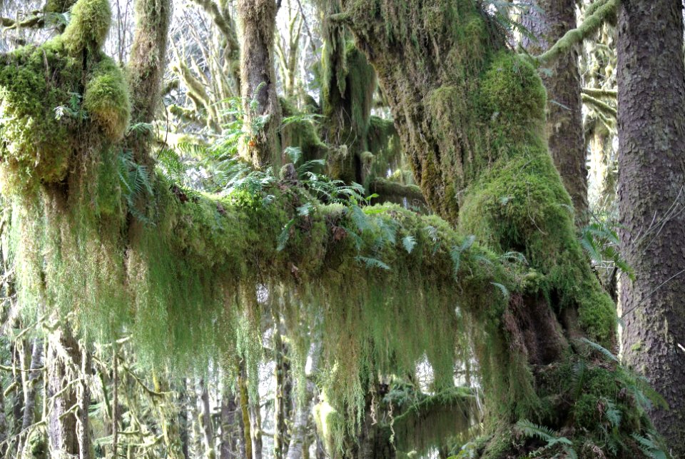 mossy draperies lichen ferns quinault rainforest c bubar march 05 2015