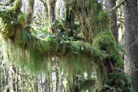 mossy draperies lichen ferns quinault rainforest c bubar march 05 2015