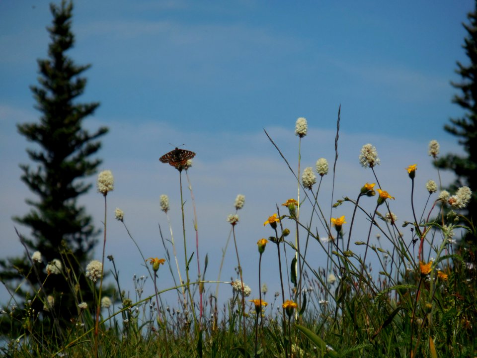 Hurricane Ridge butterfly cbubar